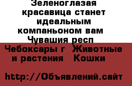  Зеленоглазая красавица станет идеальным компаньоном вам - Чувашия респ., Чебоксары г. Животные и растения » Кошки   